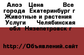 Алоэ › Цена ­ 150 - Все города, Екатеринбург г. Животные и растения » Услуги   . Челябинская обл.,Нязепетровск г.